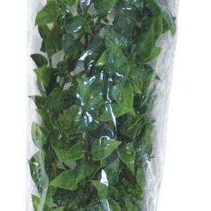 Zoo Med Natural Bush - Amazonian Phyllo Plant - Large - 22 inch